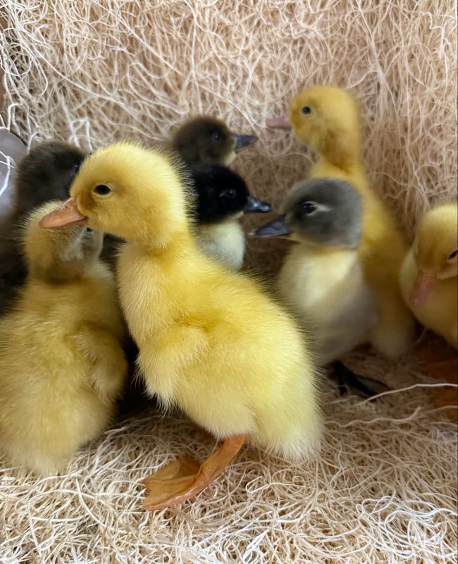 Hatchery Choice Ducklings