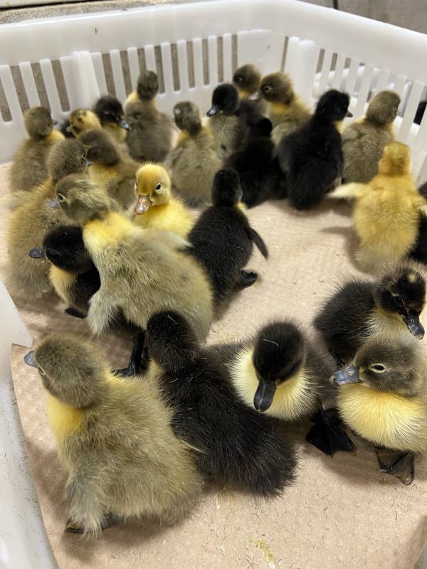 Blue/Black/Splash Swedish Ducklings