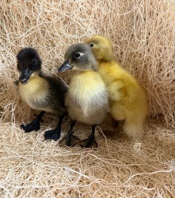 Blue/Black/Splash Swedish Ducklings Blue/Black/Splash Swedish Ducklings