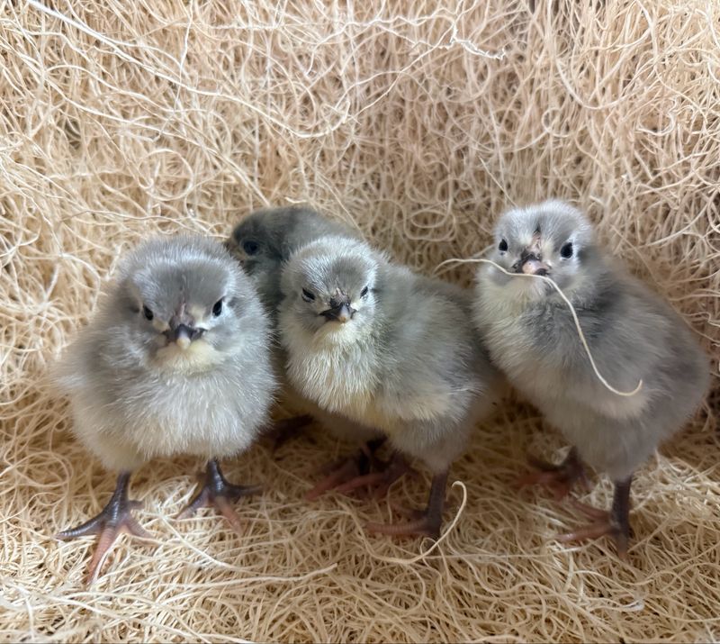 Lavender Orpington Chicks
