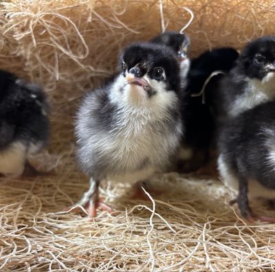 French Black Copper Marans Chicks