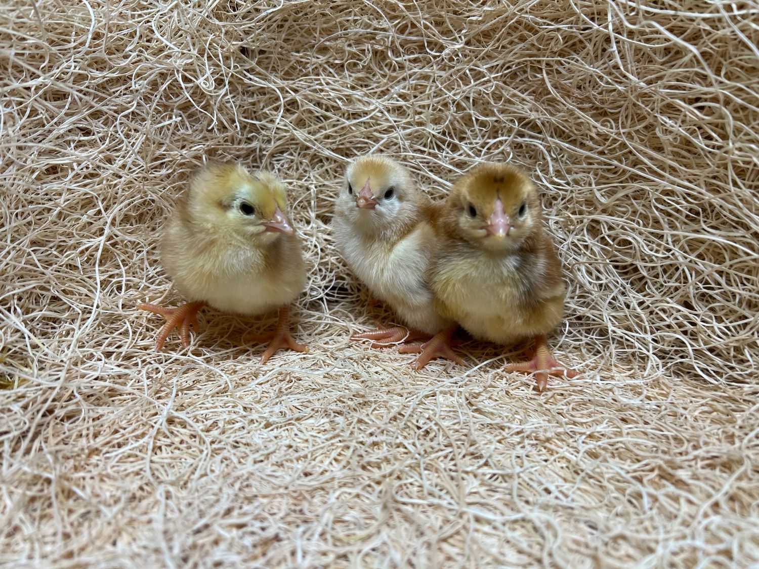 Red Broiler Chicks
