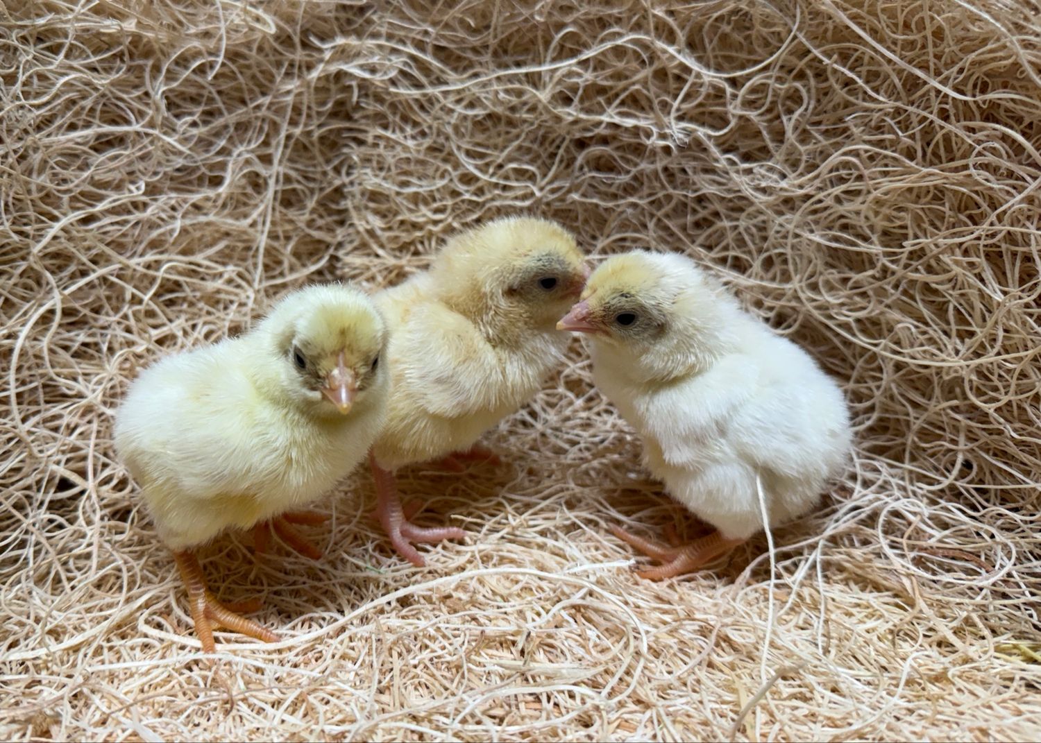 White Cornish (Indian Game) Chicks