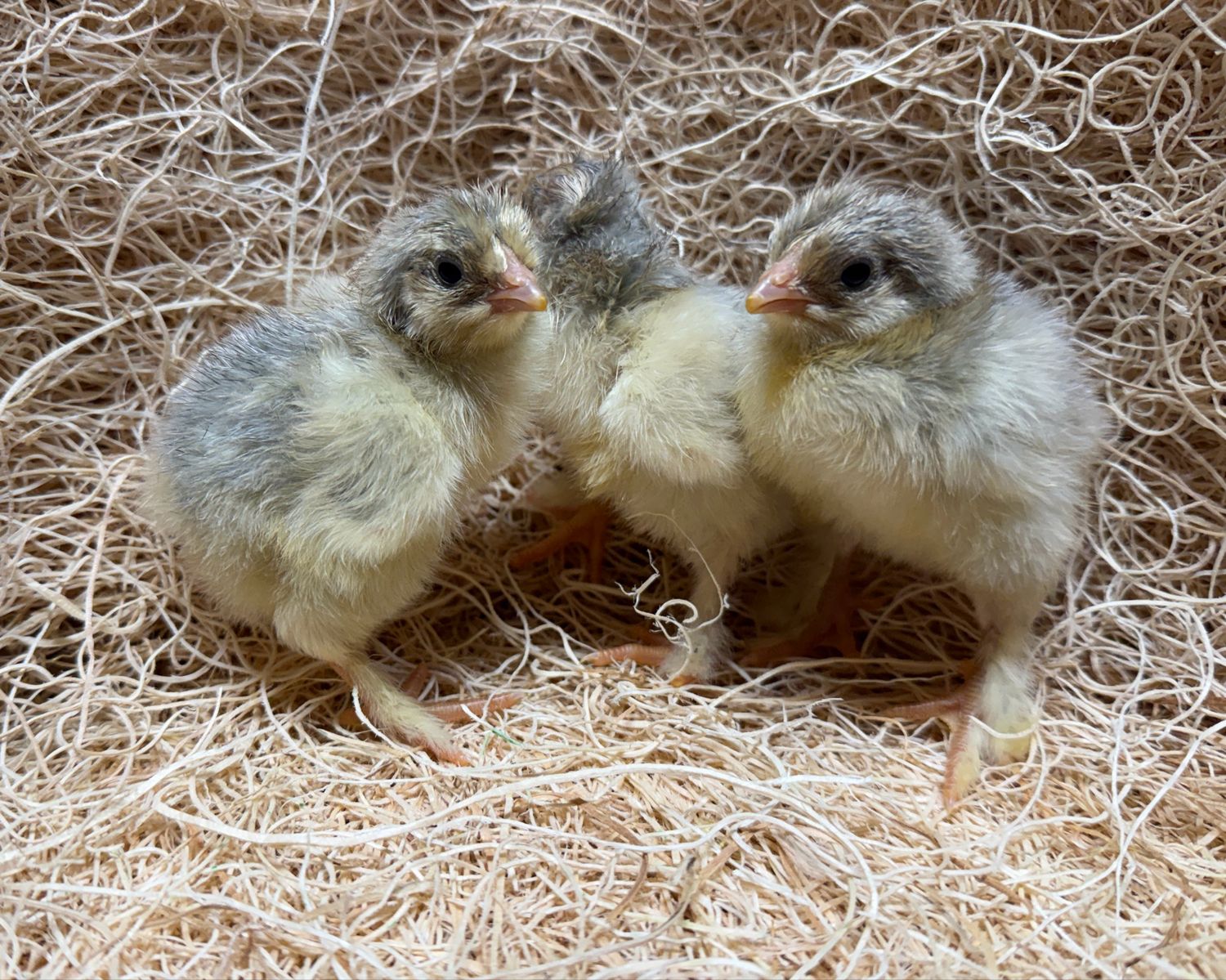 Isabel Brahma Chicks