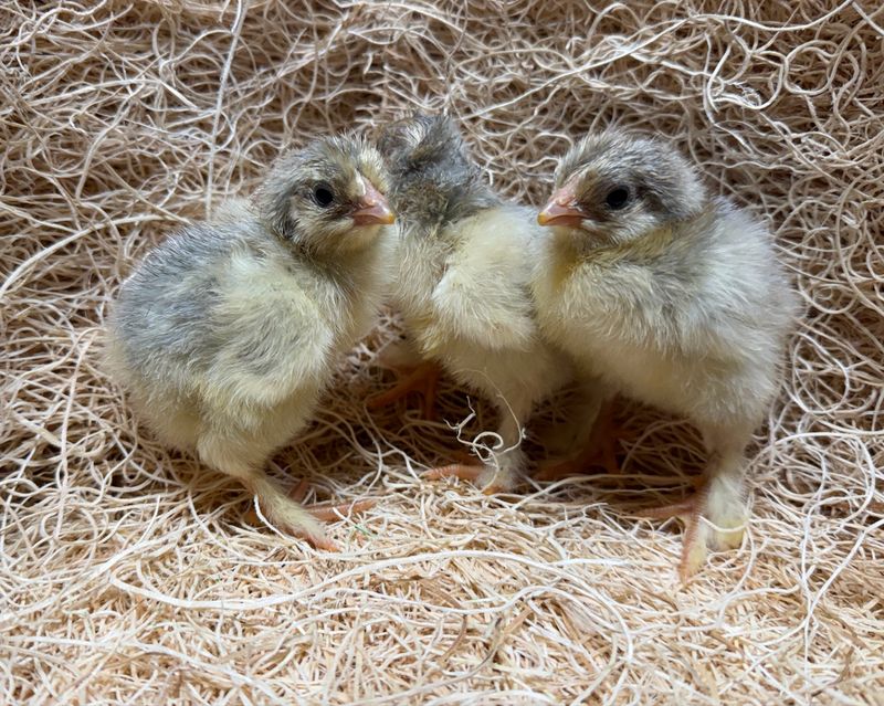 Isabel Brahma Chicks