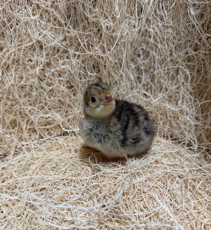 Broad Breasted Bronze Turkey Poults