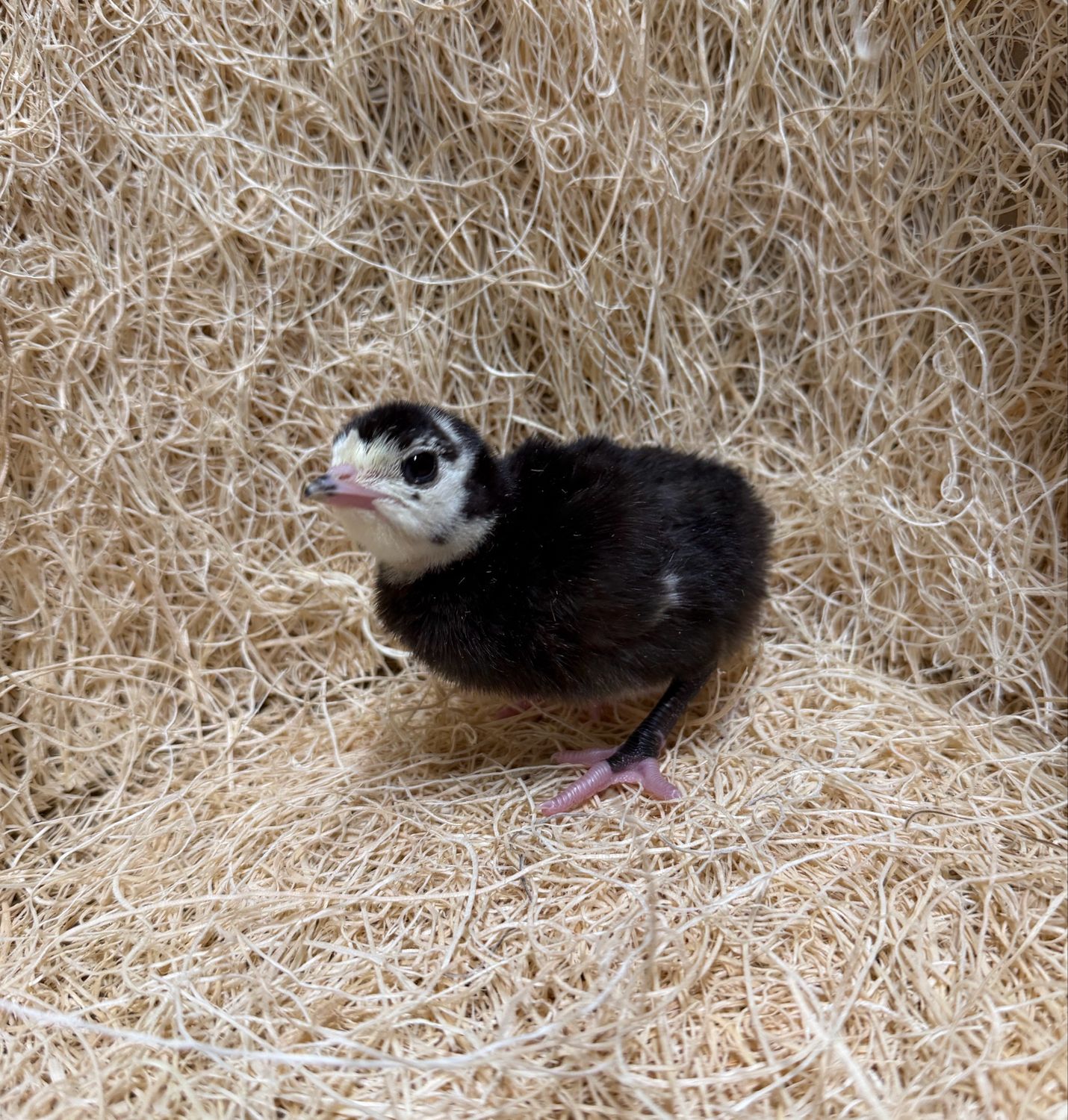 Broad Breasted Black Turkey Poults Broad Breasted Black Turkey Poults