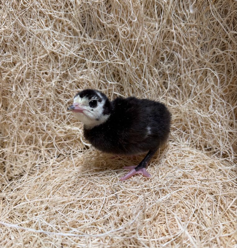 Broad Breasted Black Turkey Poults