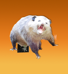 Wall Mount Opossum