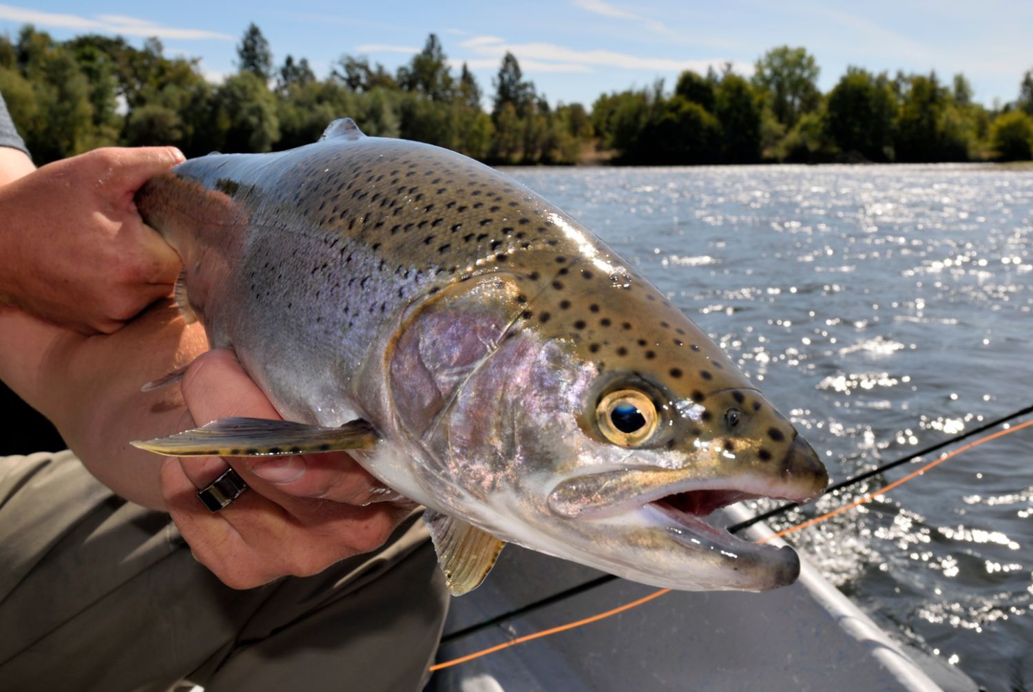 Flow Fly Fishing Rod