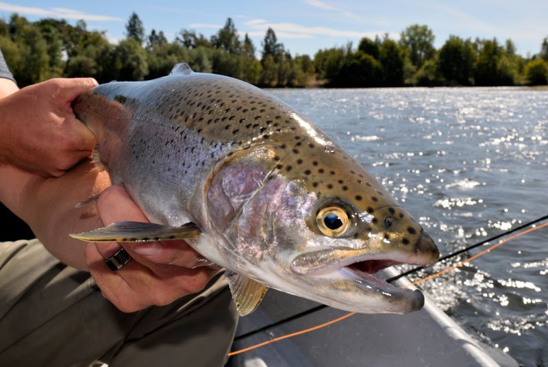 Flow Fly Fishing Rod