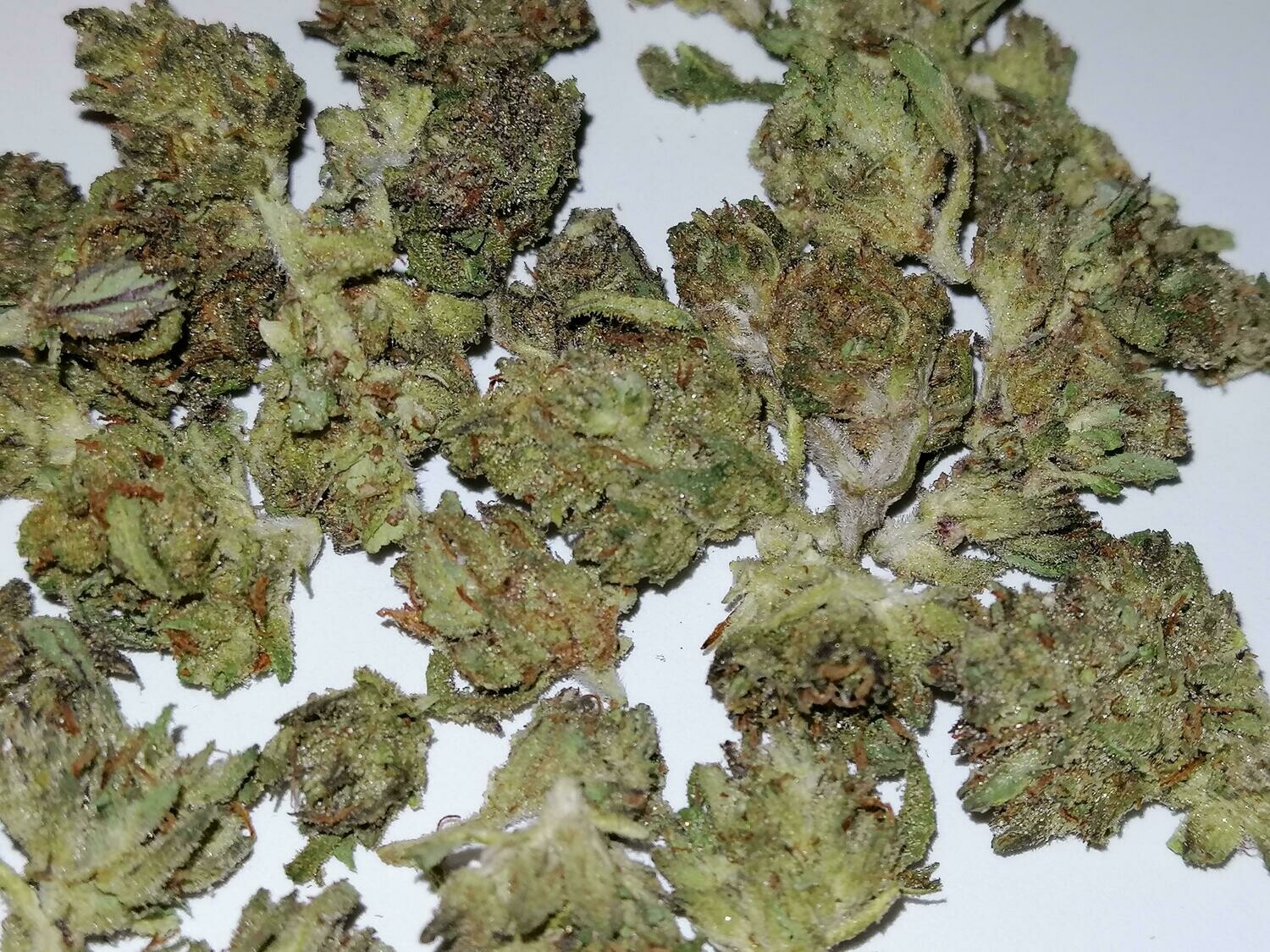 Greenhouse Sour Blueberry Diesel Minis 1g