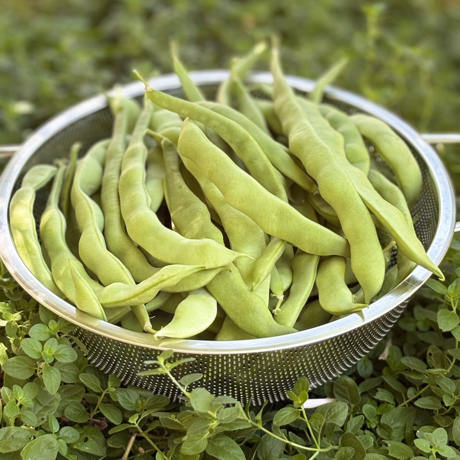 Hunsrücker Weisse Pole Bean
