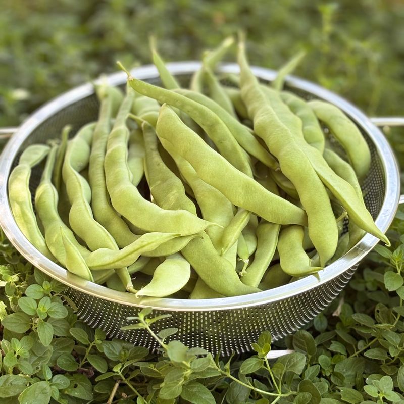 Hunsrücker Weisse Pole Bean