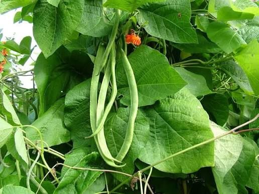 Scarlet Runner Bean