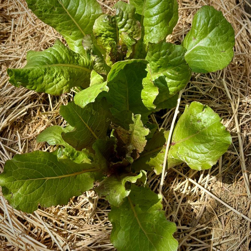 Syrian Bronze Lettuce