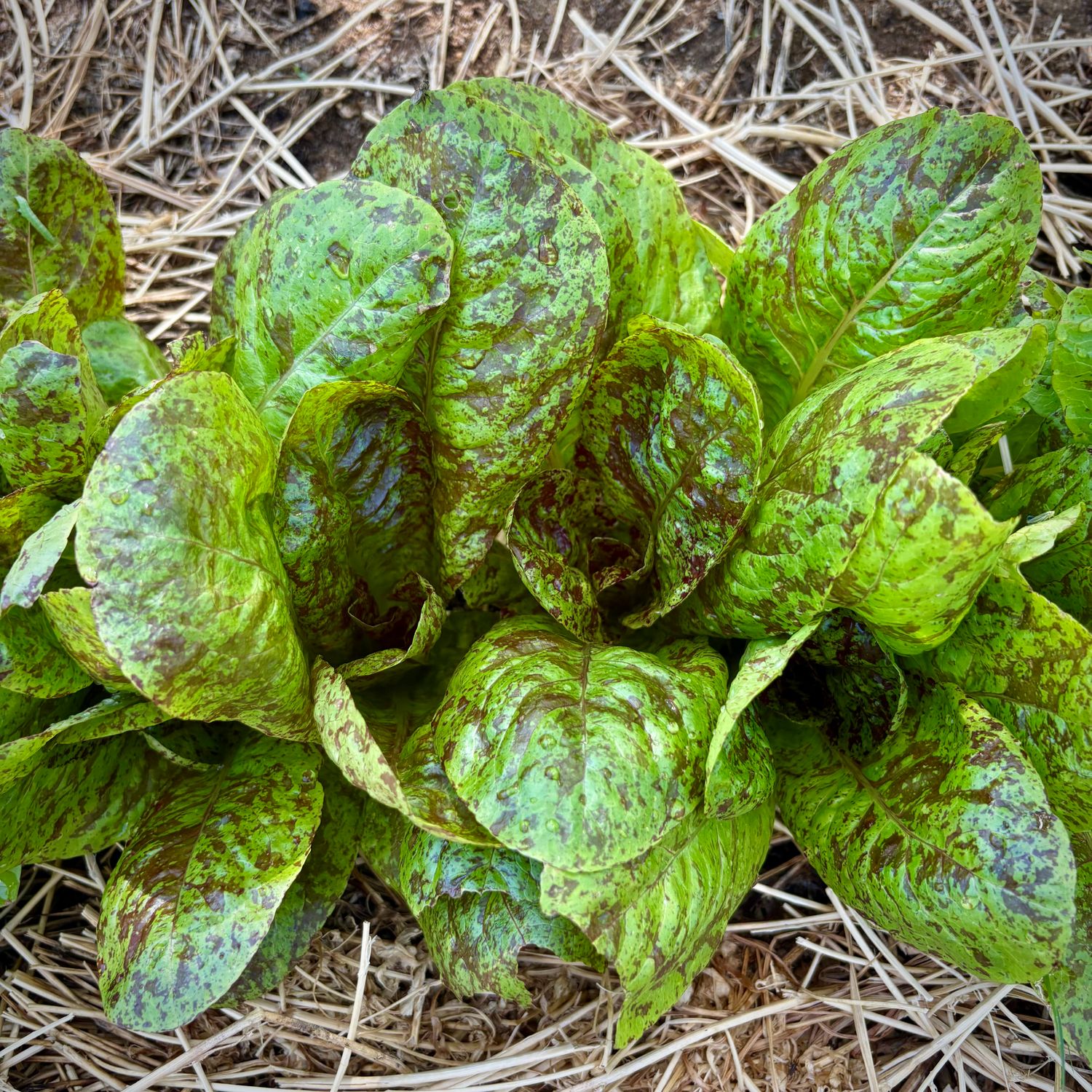 Moroccan Speckled Lettuce