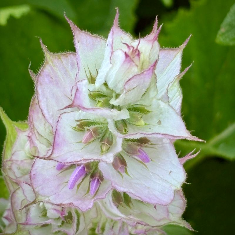 Clary Sage