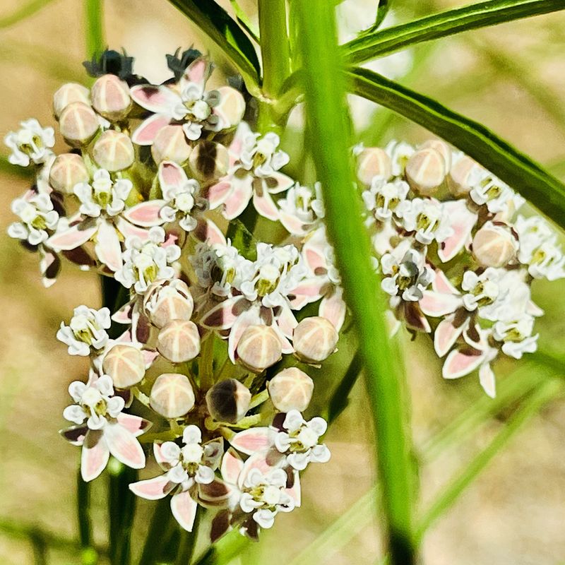 Narrow Leaf Milkweed