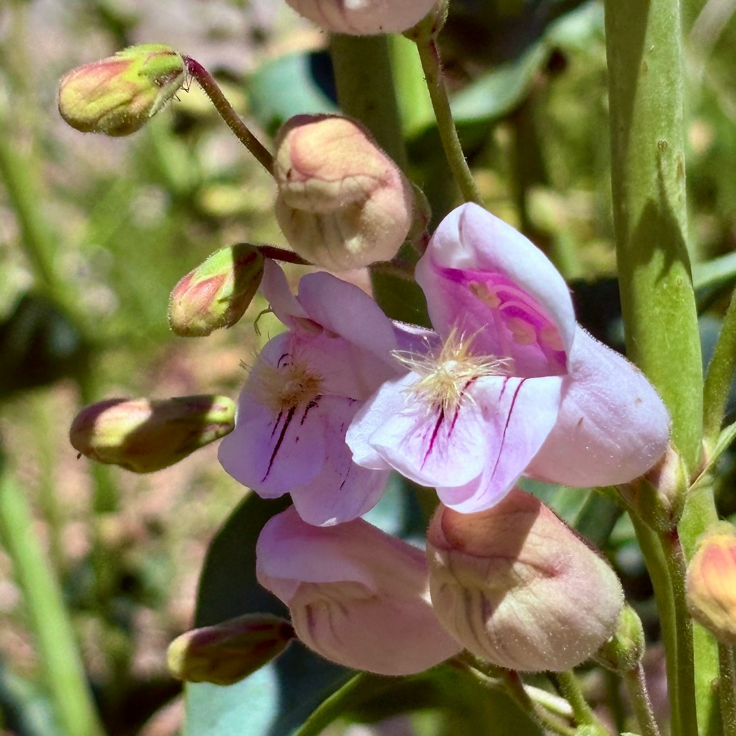 Palmer’s Penstemon