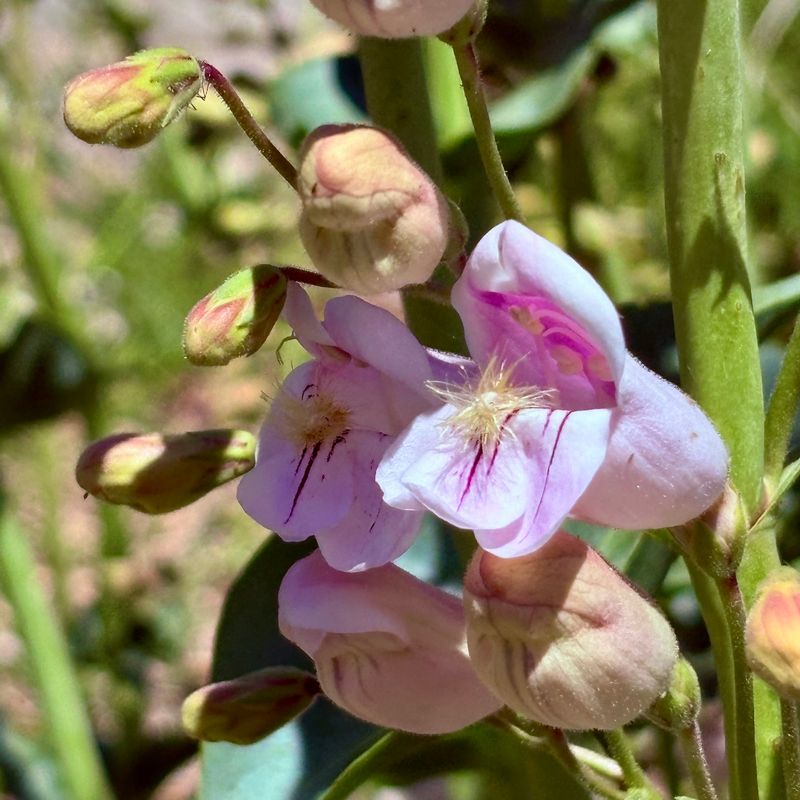 Palmer’s Penstemon Palmer’s Penstemon