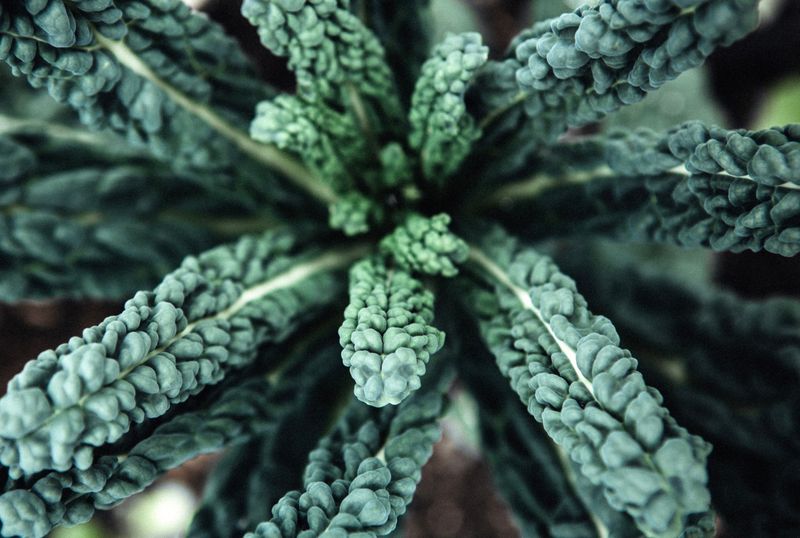 Dinosaur Kale (Lacinato) Dinosaur Kale (Lacinato)