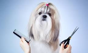 Grooming Services