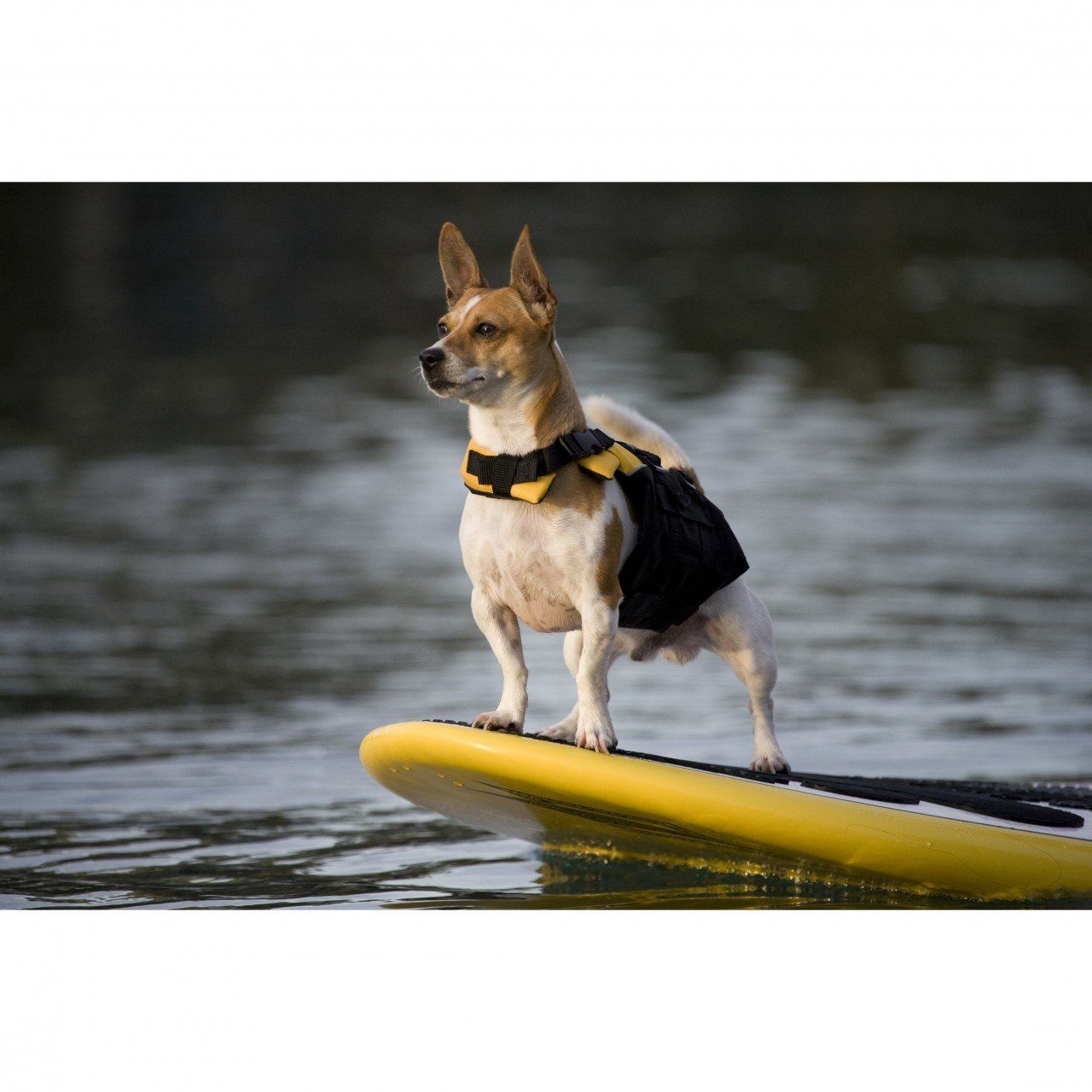 EzyDog Doggy Flotation Device sm