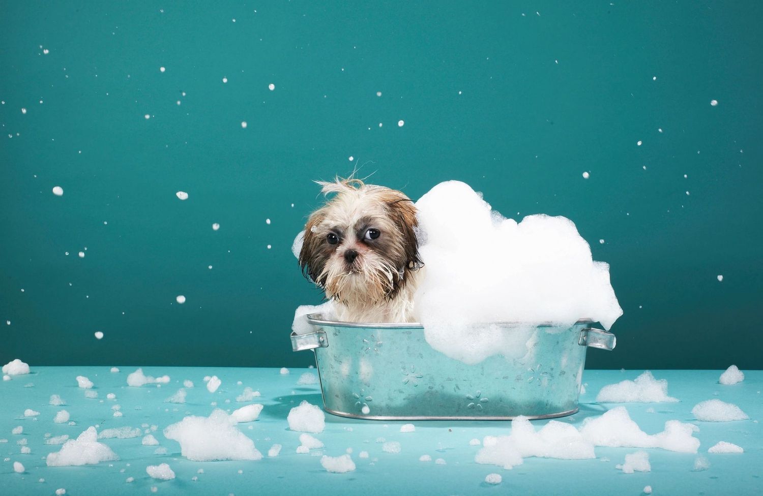 Monthly Dog Bath Subscription