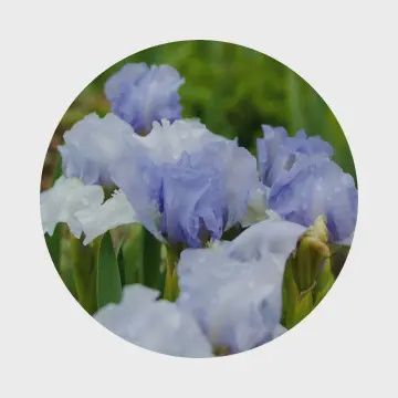 Mirage du Désert – Eau de Toilette 30 ml