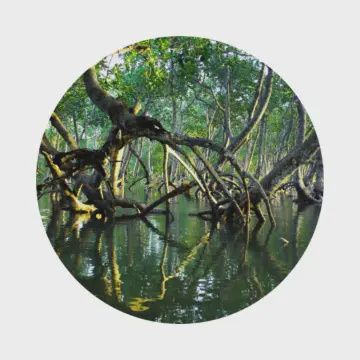 Bois de Mangrove – Eau de Parfum Intense 30 ml