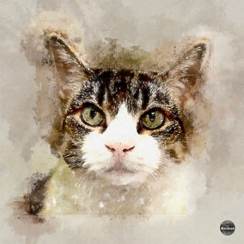 24" x 24" Canvas Portrait