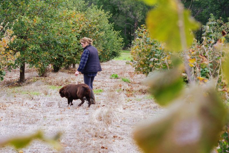 Truffle Tales at Pemberley