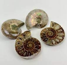 Crystals, Stones &amp; Gems | Ammonite Fossil