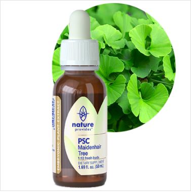 Nature Provides Plant Stem Cell Ginko Biloba -Maidenhair Tree