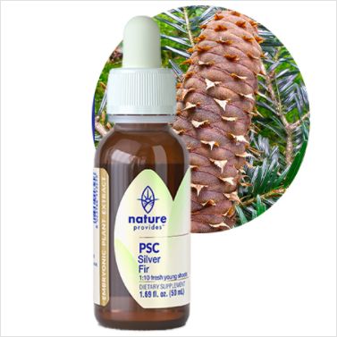 Nature Provides Plant Stem Cell Silver Fir