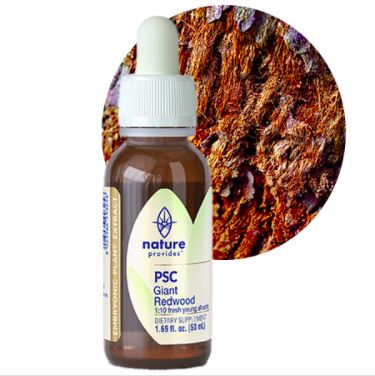 Nature Provides Plant Stem Cell Giant Redwood