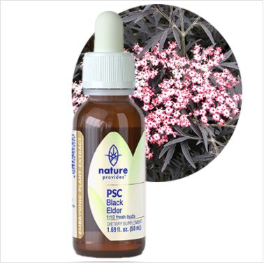 Nature Provides Plant Stem Cell Black Elderberry