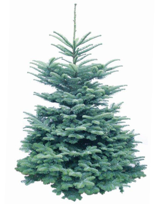 Noble Fir from