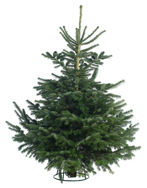 Nordmann Fir from