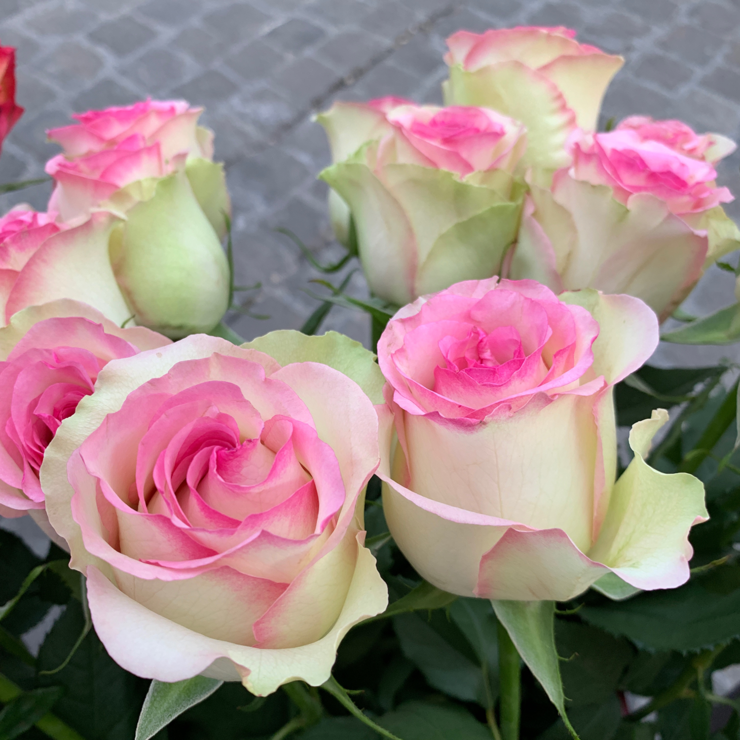 Rosen Pink Journey 70cm