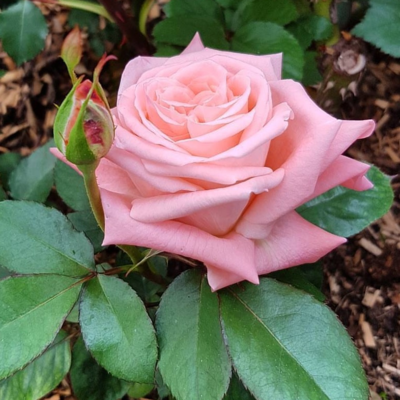 Rosen