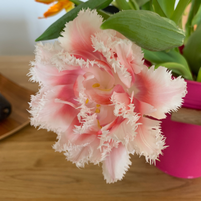 Tulpen