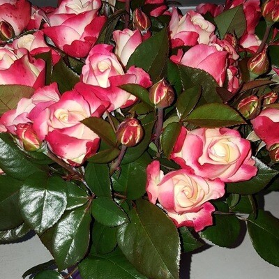 Rosen Nostalgie 40cm