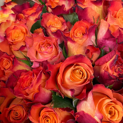 Rosen Mariyo 40cm Rosen Mariyo 40cm