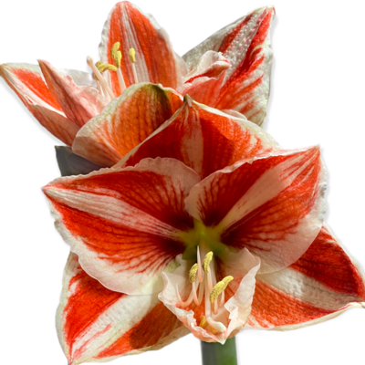 Amaryllis Superstar 70cm