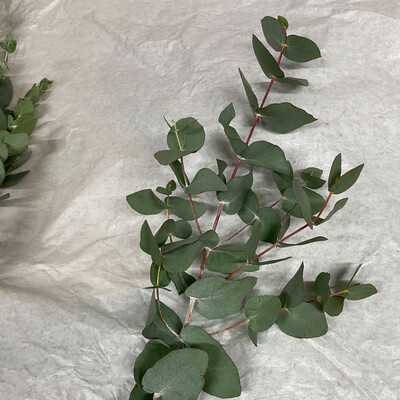 Eucalyptus 70cm