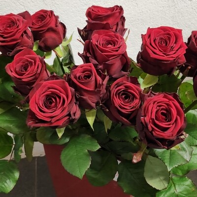 Rosen Red Naomi 70cm
