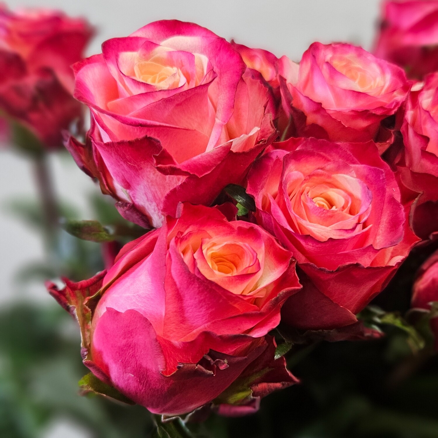 Rosen Mai Tai 70cm