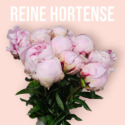 Pfingstrosen Reine Hortensie 60cm
